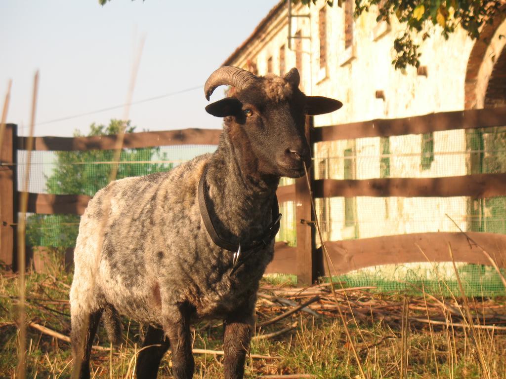 Agroturystyka Dom Pod Sowa Nawojow Luzycki Exteriér fotografie